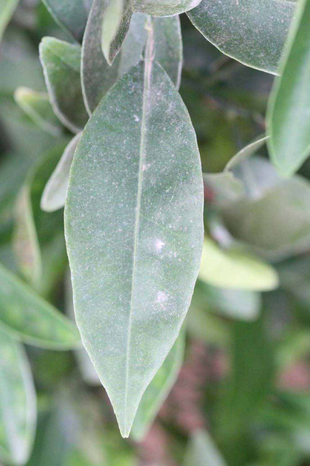              Unifoliolate leaf (Riverside, CA)       